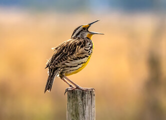 Eastern Meadow Lark