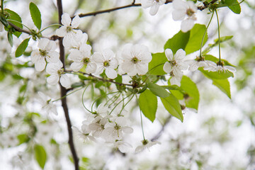 blooming plants in a spring time