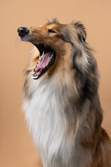 A quirky portrait of a long-haired Collie with its mouth wide open, captured in a studio against a beige background, showcasing playful personality.
