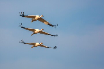 flying birds in the sky