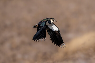 great spotted woodpecker