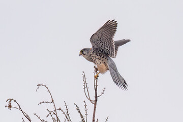 red tailed hawk in flight