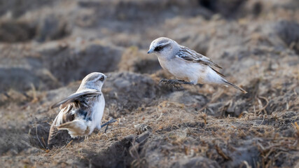 grey heron on the beach