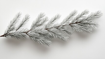 Snow Covered Pine Branch Isolated On White Background