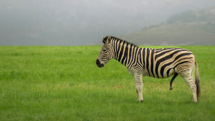 Plains zebra stallion (Equus quagga) in misty conditions in the Golden Gate Highlands National...