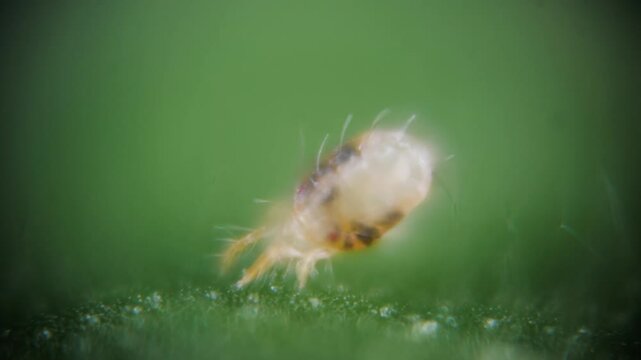Two Spotted Spider Mite Under a Microscope, (Tetranychus Urticae) Crawling on a Hibiscus Leaf is a Species of Plant Feeding Mite a Pest
