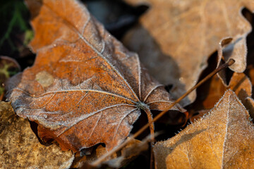 Closeup macro shot of a maple leaf on the ground covered by ice crystals