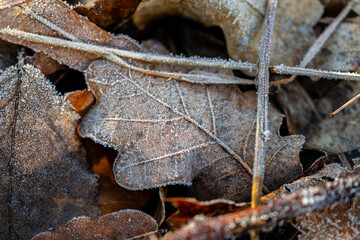 Closeup macro shot of an oak leaf on the ground covered by ice crystals