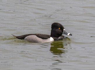 RING-NECKED DUCKS