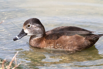 RING-NECKED DUCKS