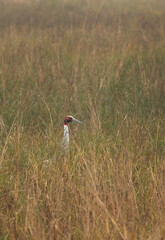 Sarus crane in the grassland of Keoladeo Ghana National Park, Bharatpur, India