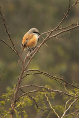 Long-tailed shrike perched on acacia tree at Keoladeo Ghana National Park, Bharatpur, India