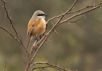 Long-tailed shrike perched on acacia tree at Keoladeo Ghana National Park, Bharatpur, India