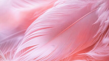 Fototapeta premium Soft Pink Feather Texture with Gentle Curves