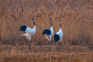 Obraz premium white ibis in the wild