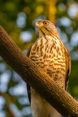 red tailed hawk perched
