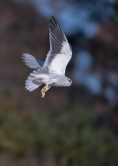 seagull flying in the sky