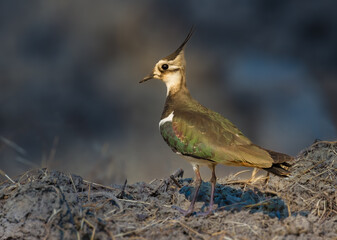 red billed hornbill in the wild