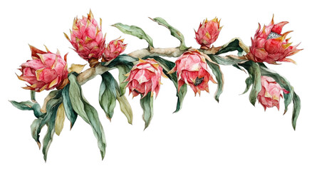 Vibrant dragon fruit blossoms tropical garden watercolor isolated on transparent background