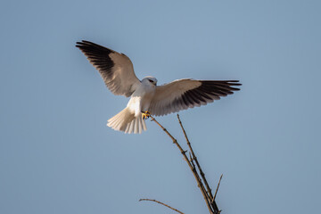 black headed gull in flight