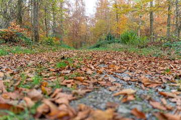 Autum forest as seen from a path through the forest. Worm's eye view. Horizontal. Selective focus.