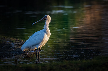 great blue heron ardea cinerea