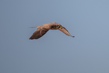 osprey in flight