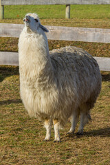 Fototapeta premium Llamas from a farm near Osorno, Chile, South Africa