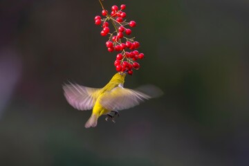 hummingbird feeding on flower