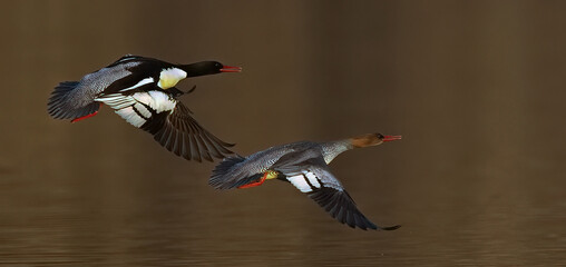black tailed hummingbird