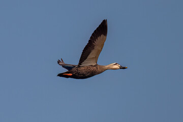canadian goose in flight