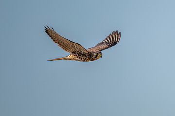 black kite in flight
