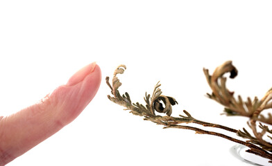 Rose of Jericho in studio