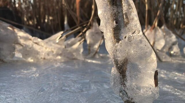 Ice balls on dry reeds grass after low tide on frozen Dnipro river, closeup