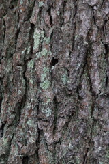 Fototapeta premium This is gray tree bark in nature.