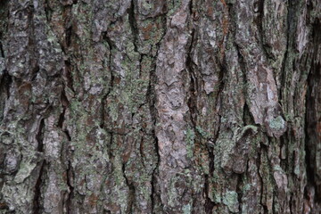 This is gray tree bark in nature.