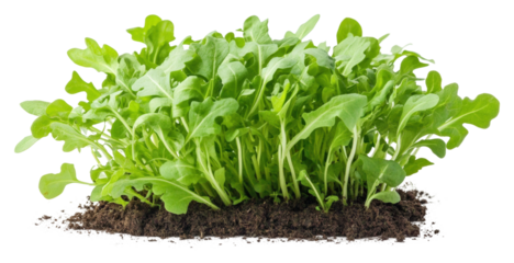 Growing fresh arugula in home garden urban environment plants isolated on transparent background