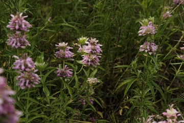 Lemon beebalm wildflowers closeup in Texas landscape during spring season.