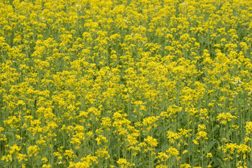 A close-up of Brassica rapa, or field mustard, showcasing its yellow blooms and green foliage.