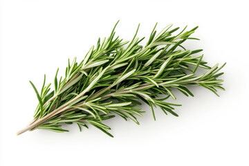 Fototapeta premium Fresh rosemary sprig, vibrant green, perfect for culinary and decorative uses. isolated on white background.