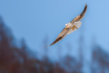 red tailed hawk in flight