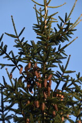 This is the top of a spruce in nature in sunny day. Cones are hanging from branches.