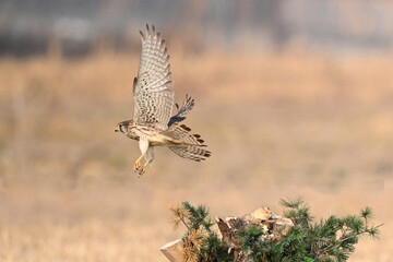 birds in wildlife