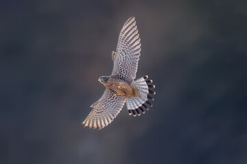 common buzzard in flight