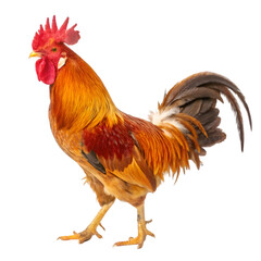 Fototapeta premium Rooster isolated on transparent background