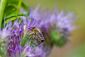 Honey bee collecting nectar from a blooming Phacelia flower. Pollination in action with delicate purple petals and green background. Macro shot of bee on a vibrant wildflower.
