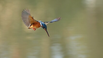 blue winged kingfisher