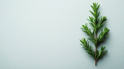 Fototapeta premium Fresh Rosemary Sprig on Light Blue Background