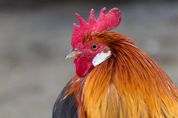 Close-Up of a Vibrant Rooster in a Rural Farm Setting