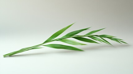 Green plant sprig with slender leaves rests on white background